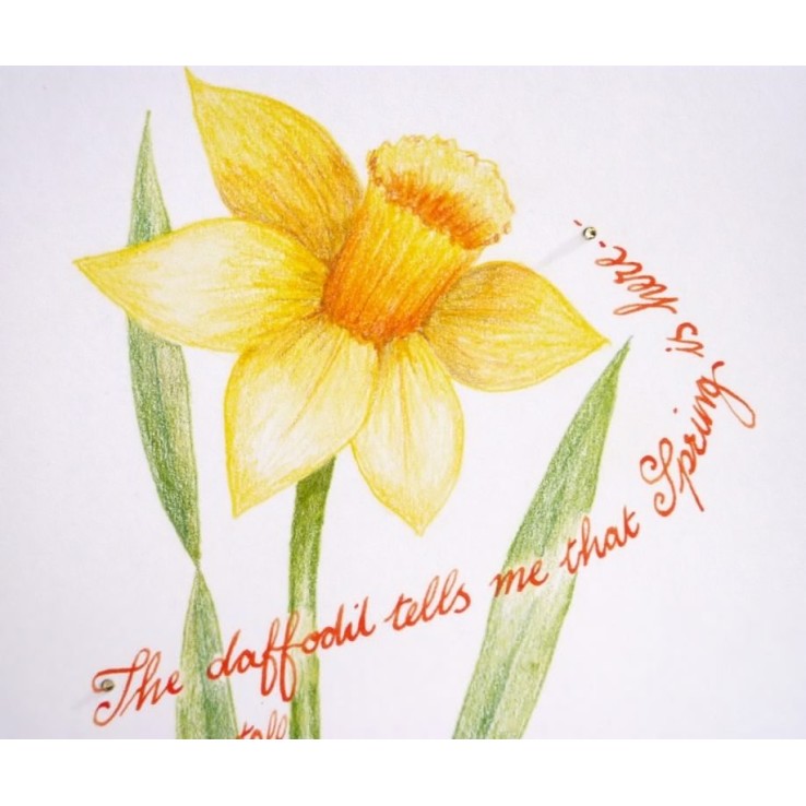 Spring Daffodil